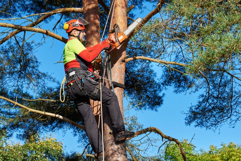 Arborist Climbing Trees