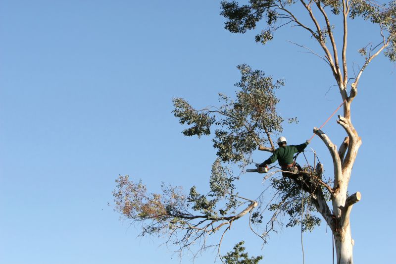 Arborist Tree Climbing