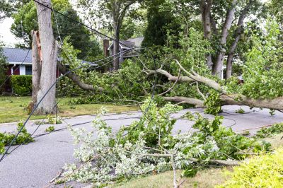 Emergency Tree Services